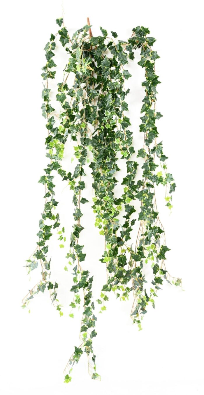 ivy medio 200 1 scaled