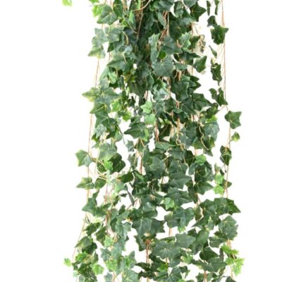 ivy medio 200 scaled