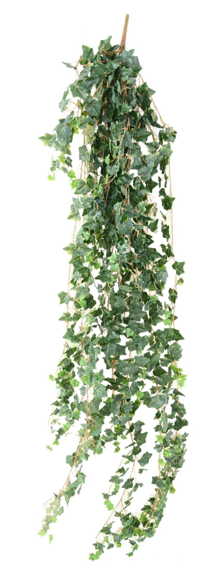 ivy medio 200 scaled