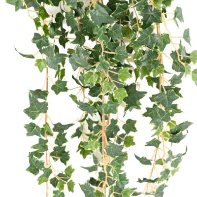 ivy mini 110 1 scaled