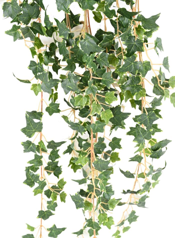 ivy mini 110 1 scaled