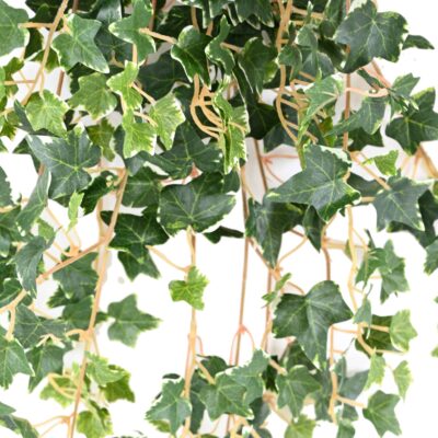 ivy mini 70 1 scaled