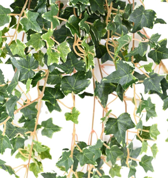 ivy mini 70 1 scaled