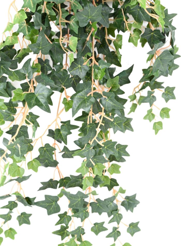 ivy mini 70 scaled