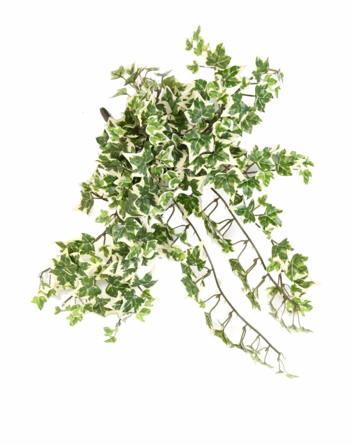 ivy308 1 scaled