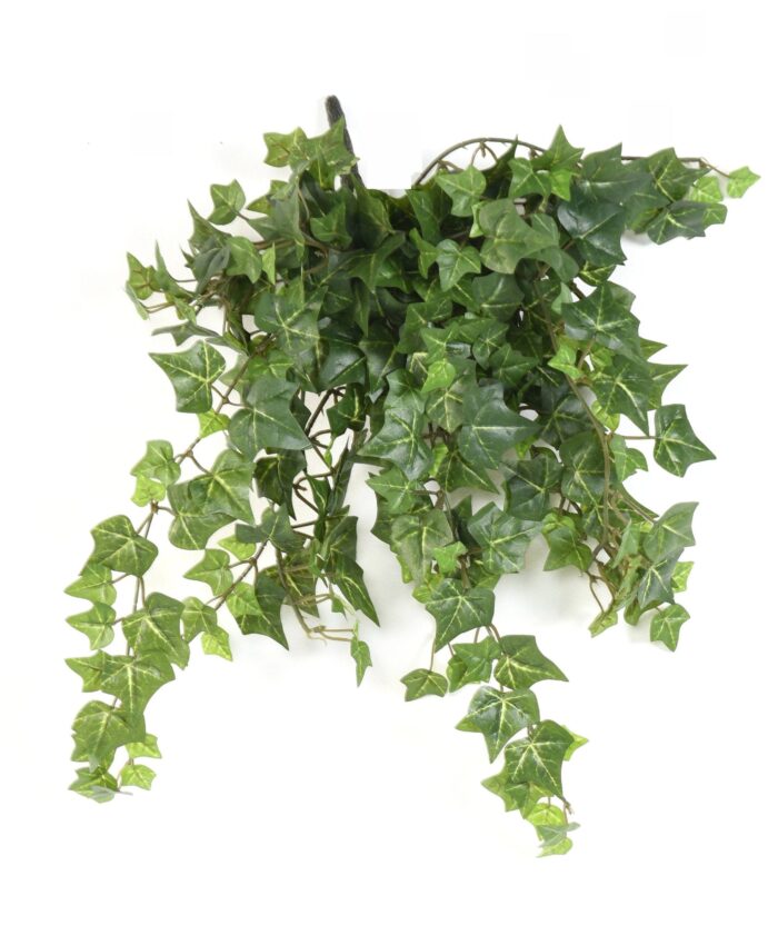 ivy308 scaled