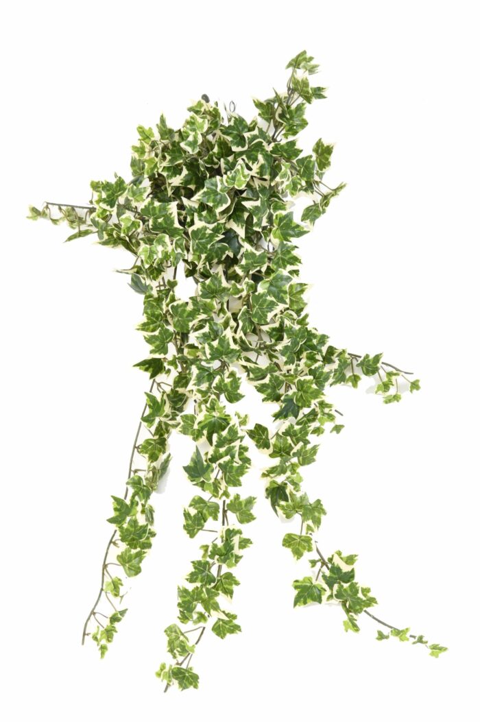ivy504 1 scaled