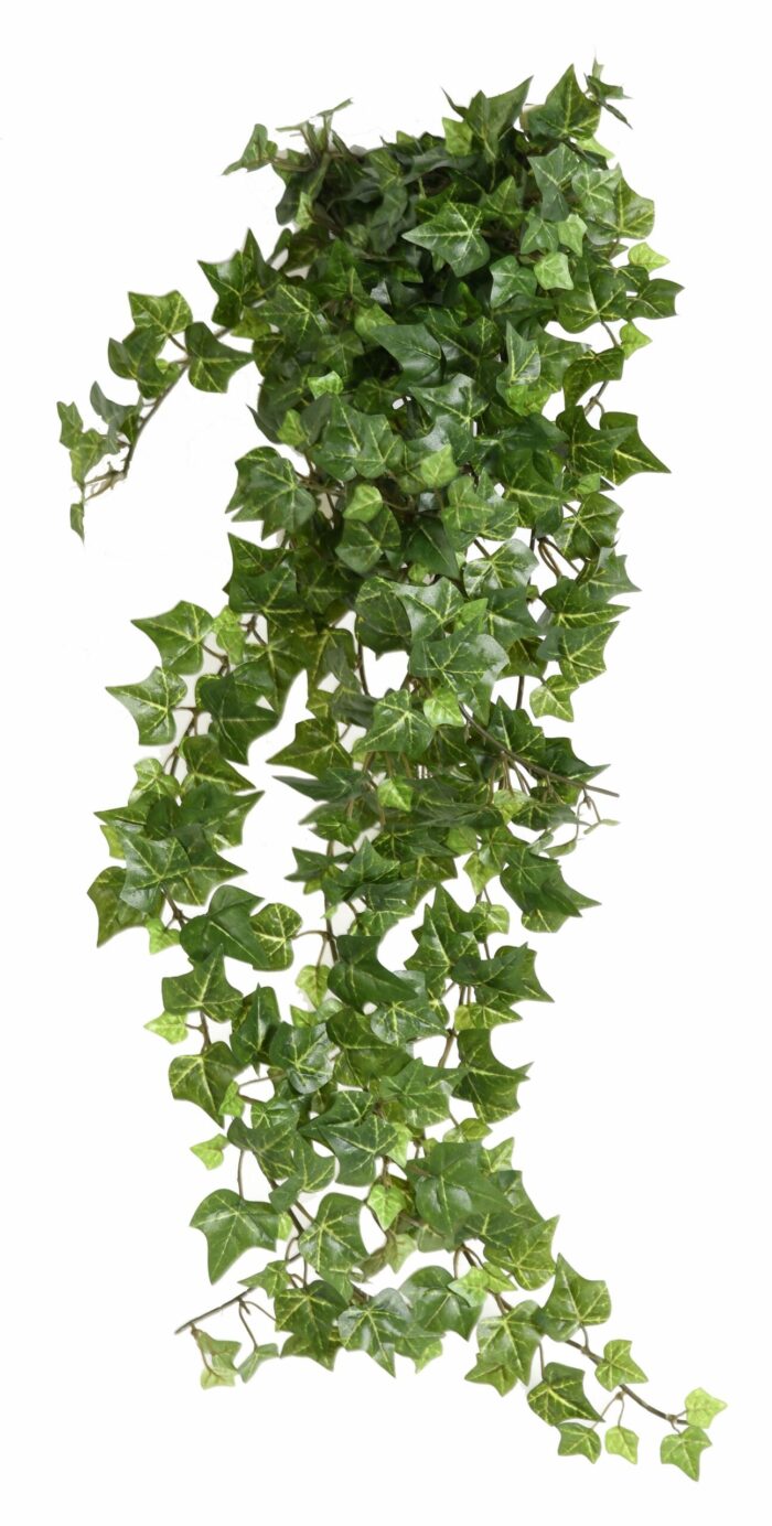 ivy504 scaled