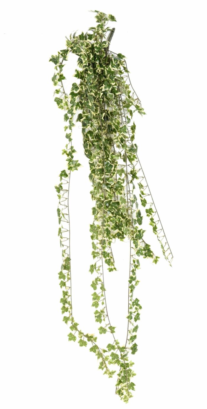 ivy801 1 scaled