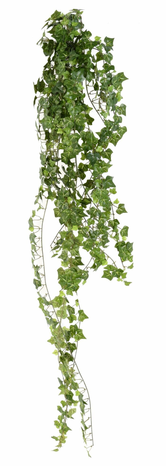 ivy801 scaled