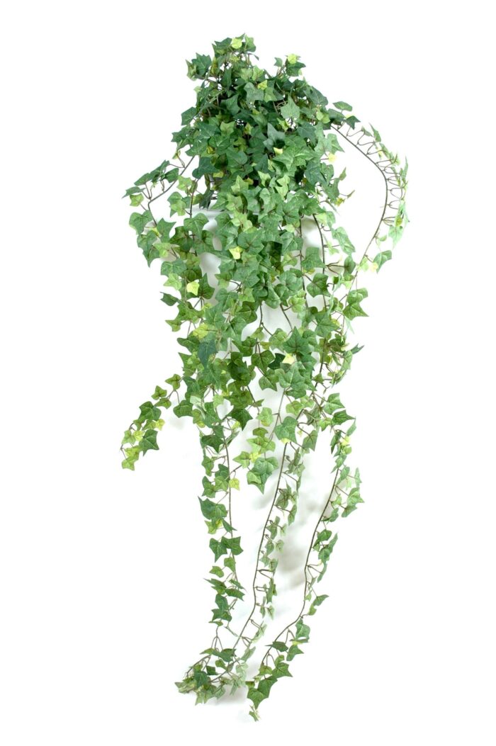 ivy801 uv scaled