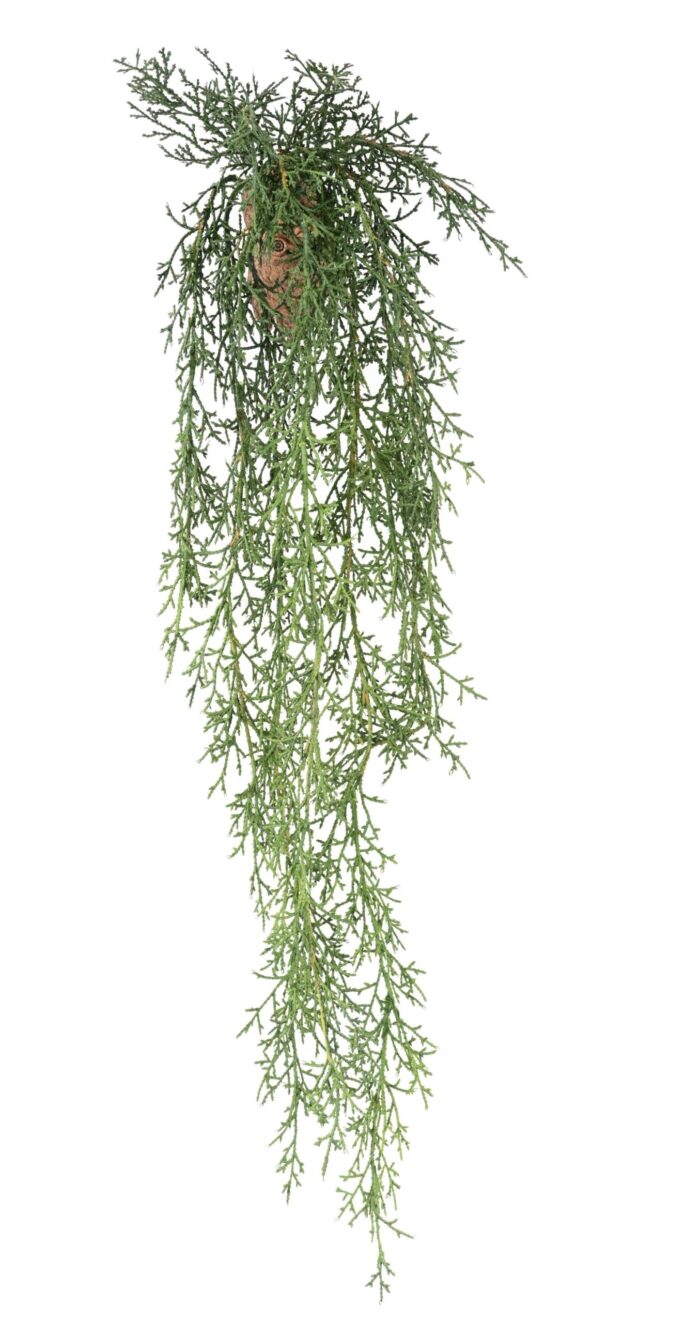 juniperus fall 95 scaled