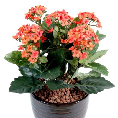 kalanchoe 1 scaled