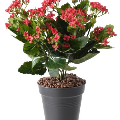 kalanchoe 2 scaled