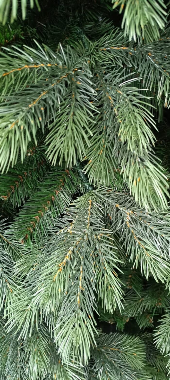Künstliche Kanadische Kiefer PE/PVC, ca. 210cm – Bild 3