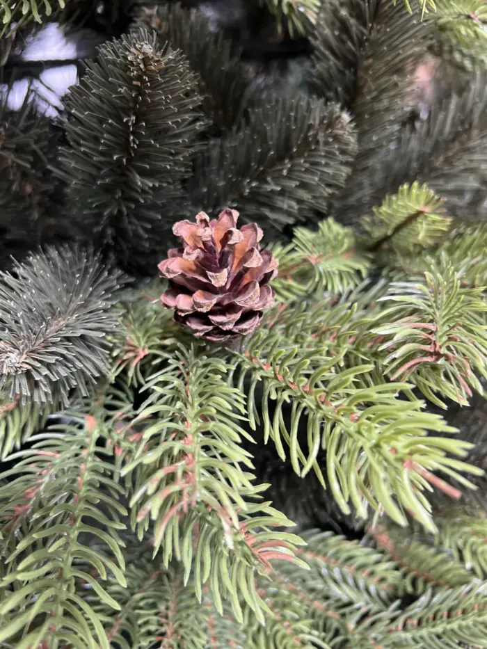 Künstlicher Weihnachtsbaum Kiefer mit Zapfen PE/PVC, ca. 170cm – Bild 3