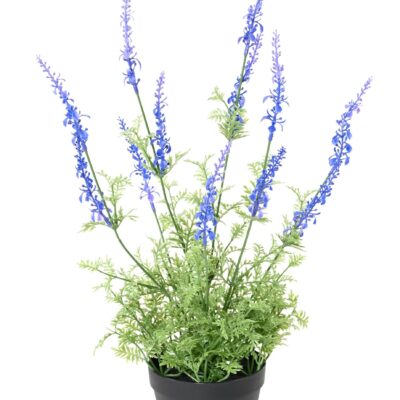 lavender dentata pot scaled