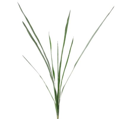 leaf of cymbidium scaled