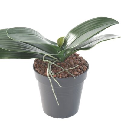 leaf phalaenopsis scaled