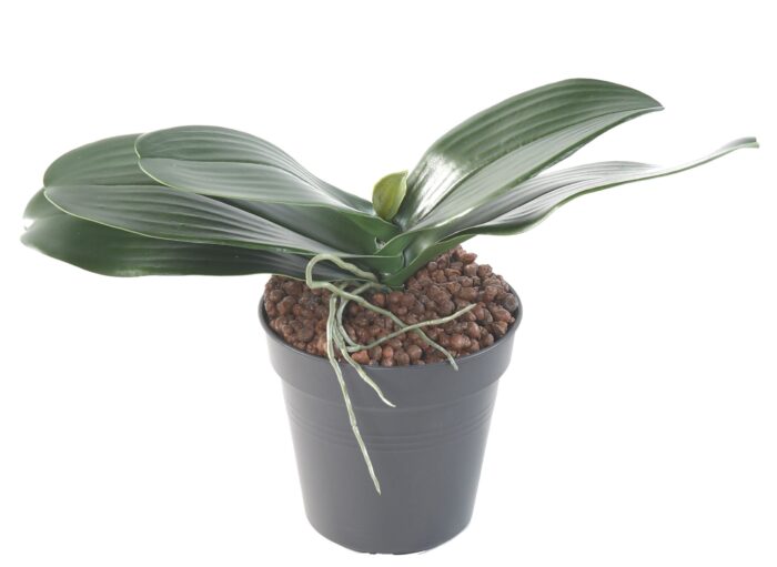 leaf phalaenopsis scaled