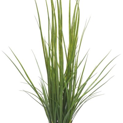 lemon grass 120 scaled