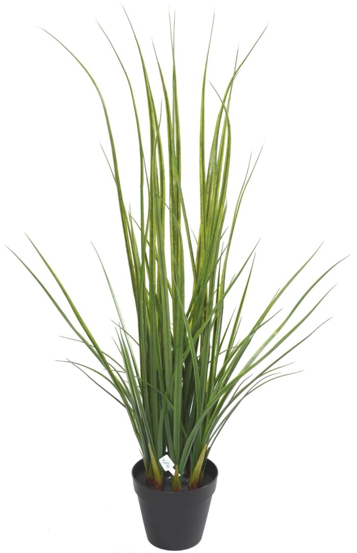 lemon grass 120 scaled