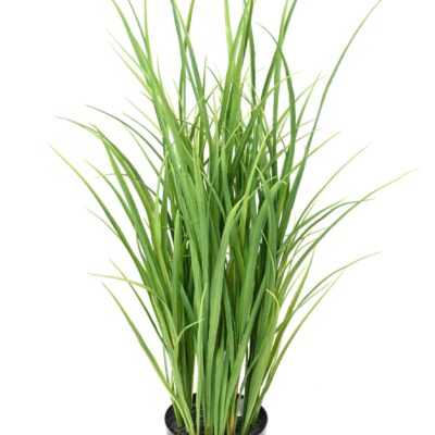 lemon grass 90 scaled