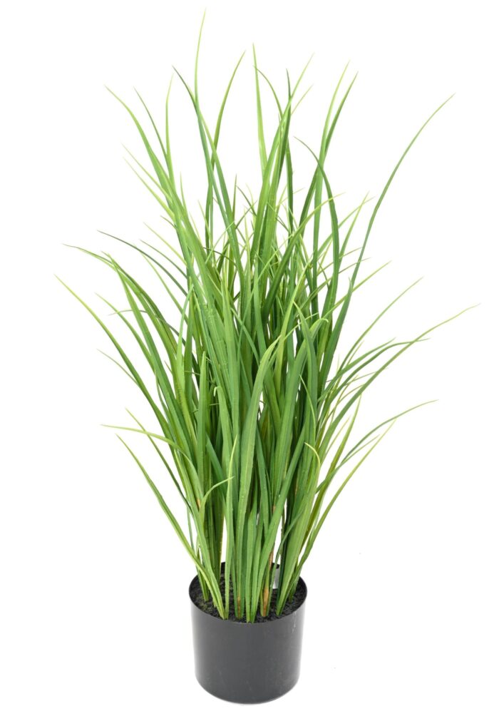lemon grass 90 scaled
