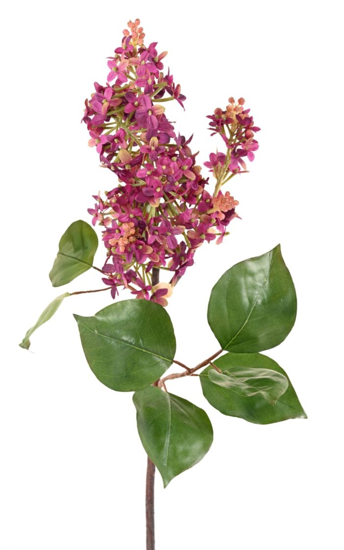lilac 82 scaled