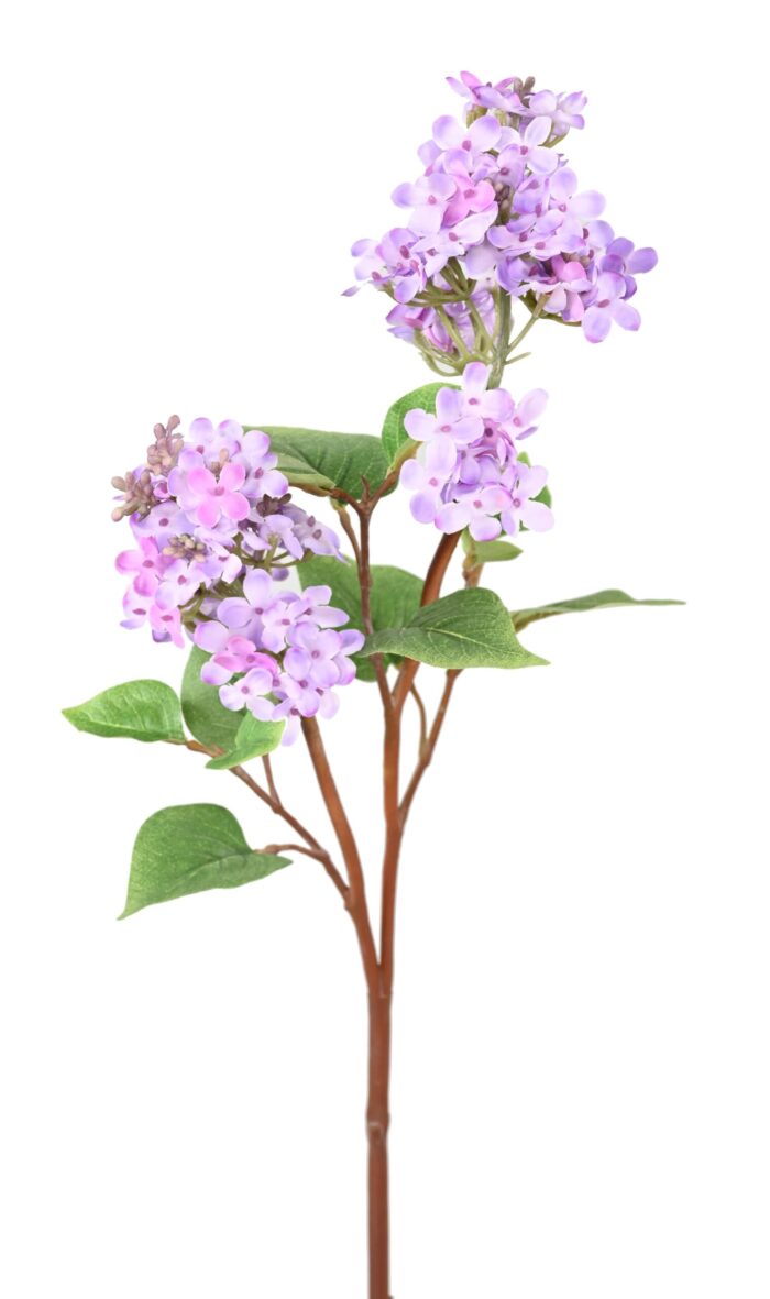 lilac 84 1 scaled