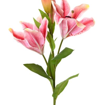 lily casablanca 2fl scaled