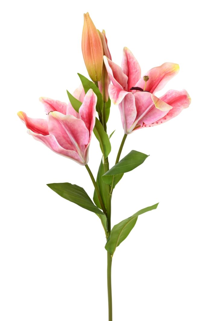 lily casablanca 2fl scaled