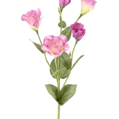 lisianthus 76 1 scaled