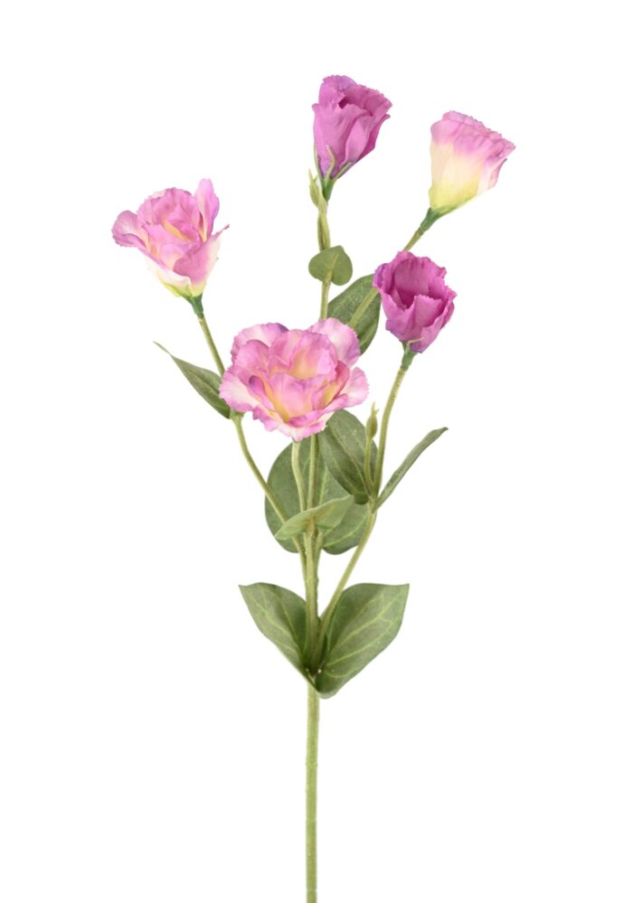 lisianthus 76 1 scaled