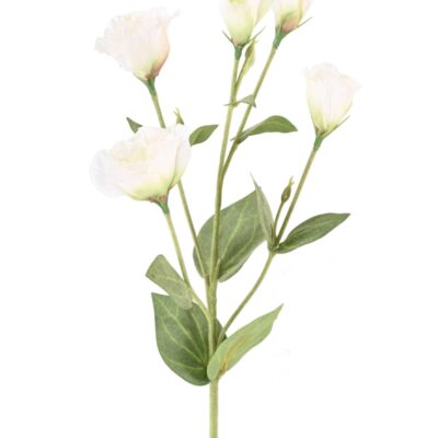 lisianthus 76 scaled