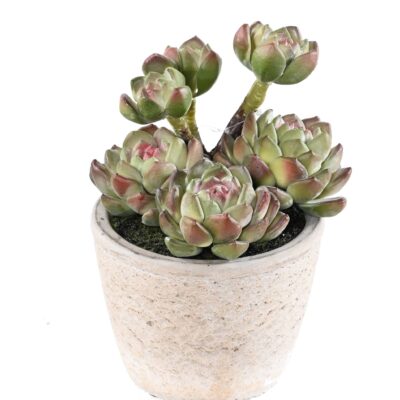 luscious 18 in the pot