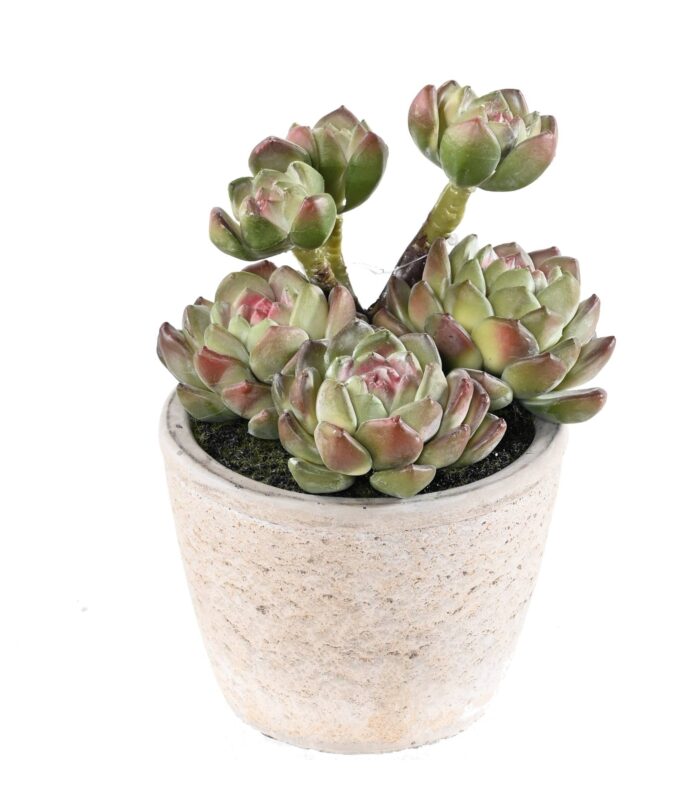 luscious 18 in the pot