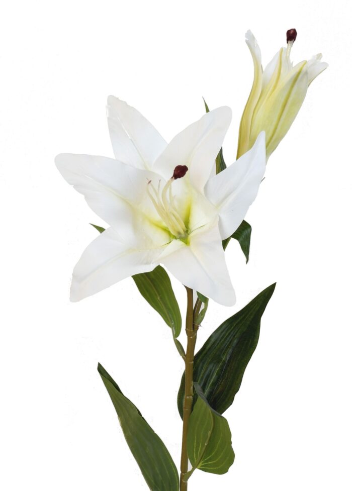lys 1f 1b