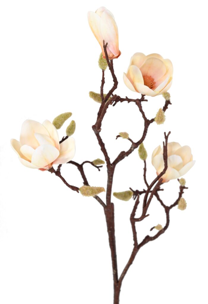 magnolia 100 scaled