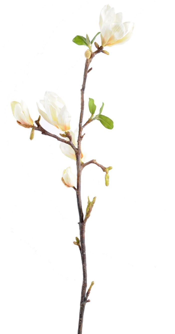 magnolia 83