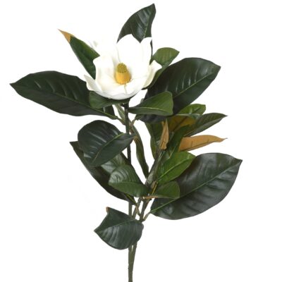 magnolia spray scaled