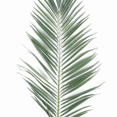 majesty palm palm fr fire resistant 1 scaled