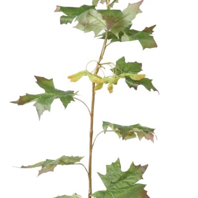 maple branch 1m scaled