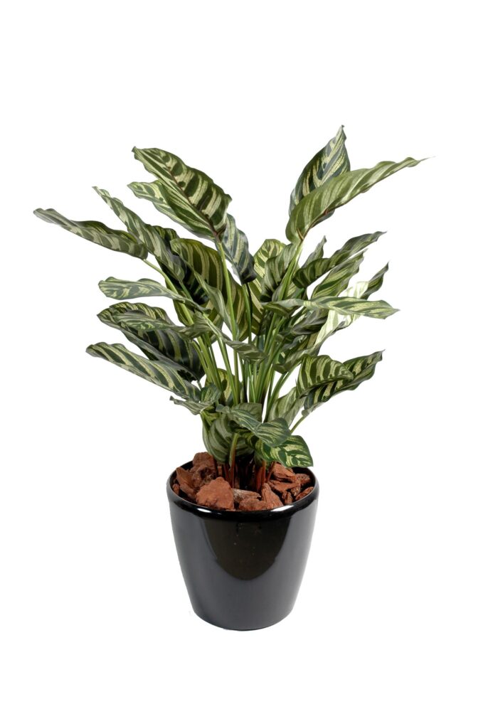 maranta calathea makoyana40f