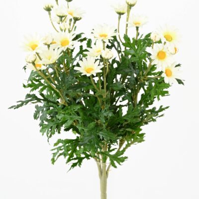 marguerite anthemis 12030 1 scaled