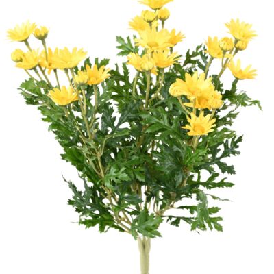 marguerite anthemis 12030 scaled