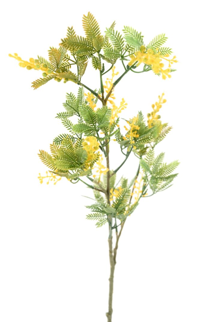 mimosa 81 scaled