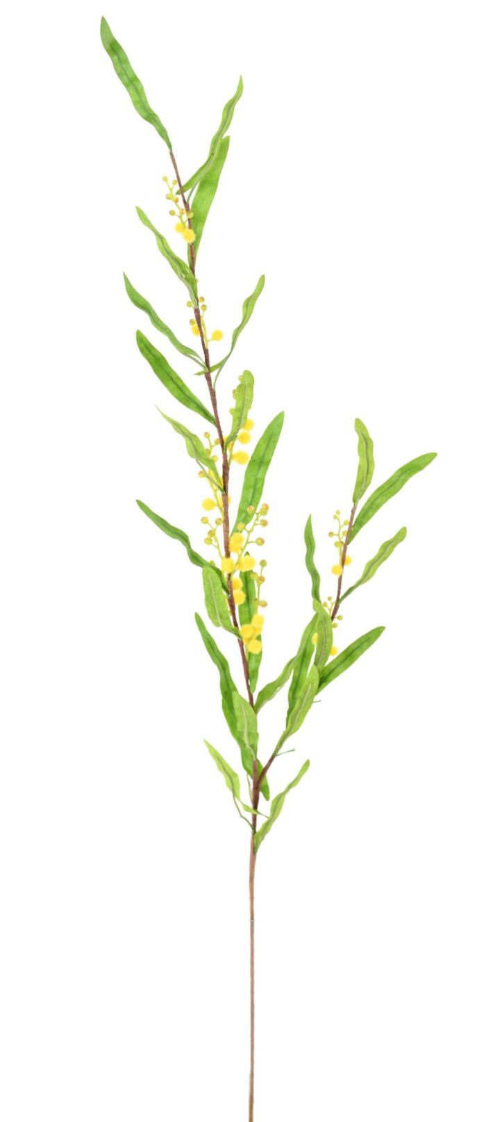 mimosa fleur scaled