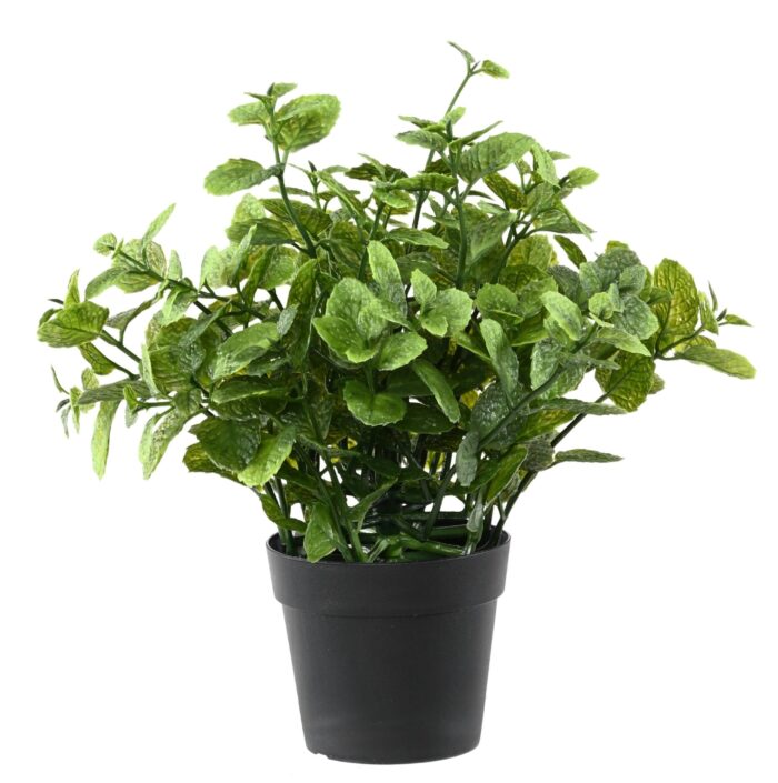 mint 25 jar scaled