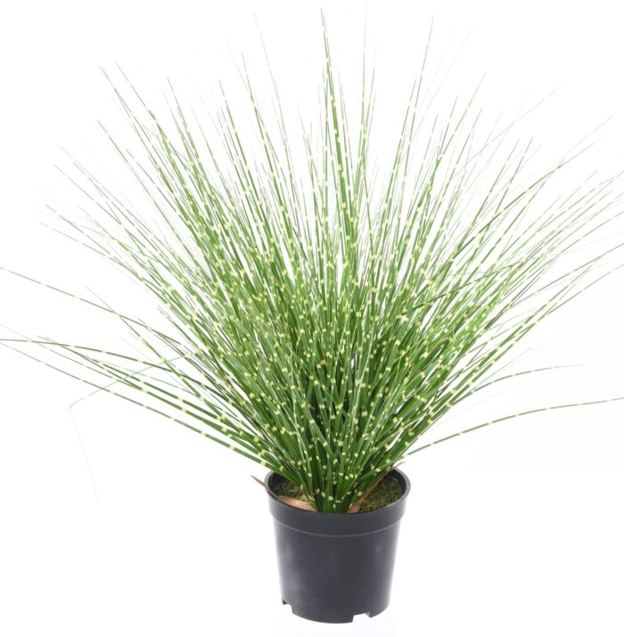 miscanthus sinensis zebrina scaled